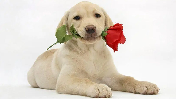 Shy Dog.jpg